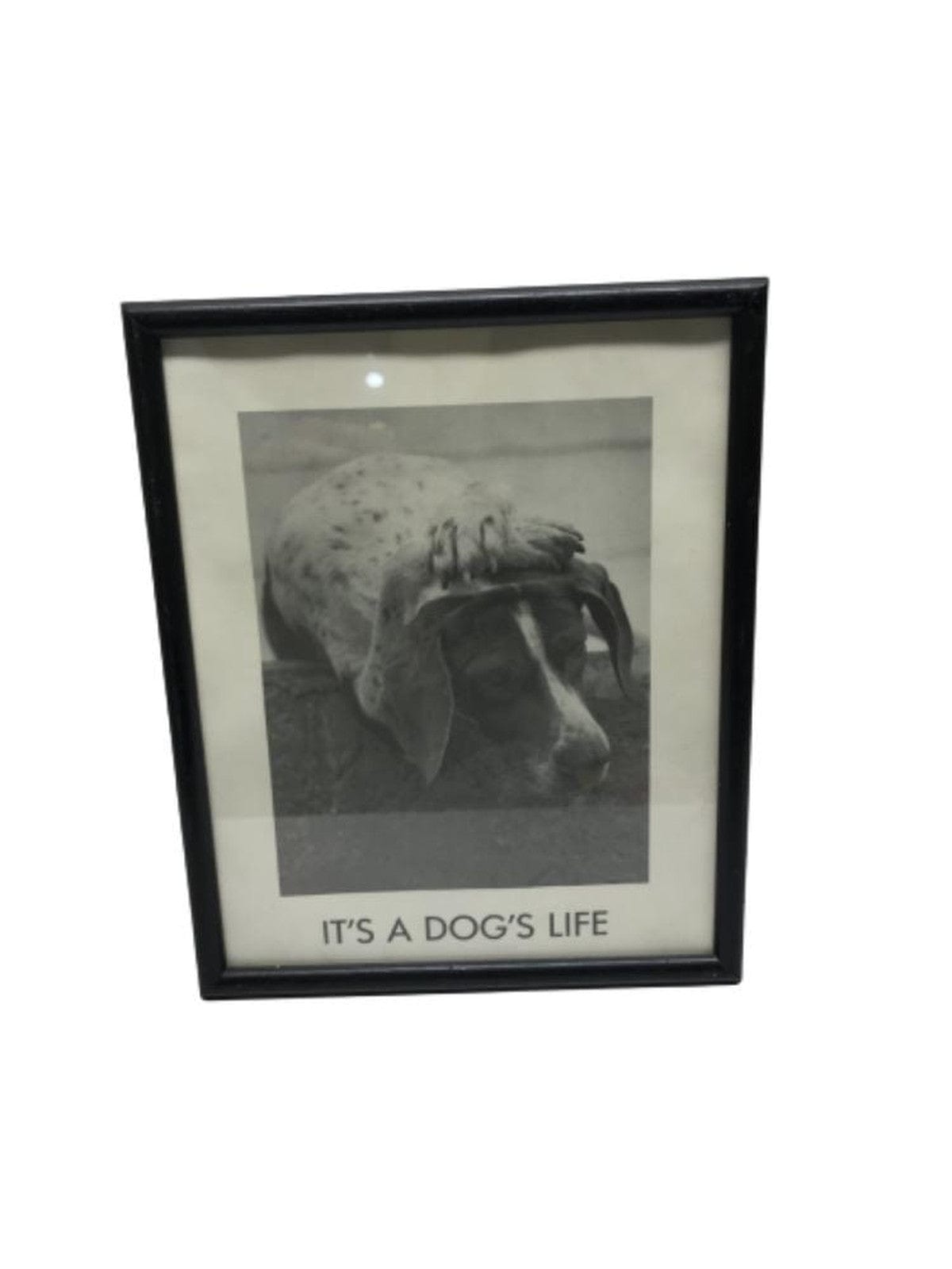 SECOND BEST TAASKASUTUS Pilt koer