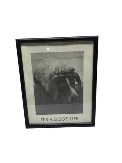 SECOND BEST TAASKASUTUS Pilt koer