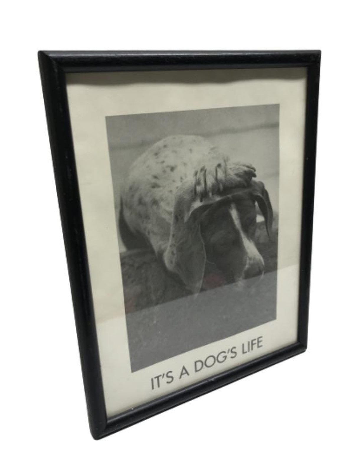 SECOND BEST TAASKASUTUS Pilt koer